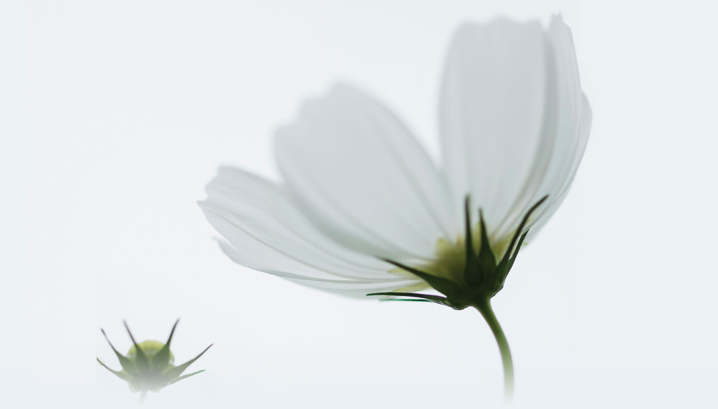 Fleurs et plantes naturelles - copie
