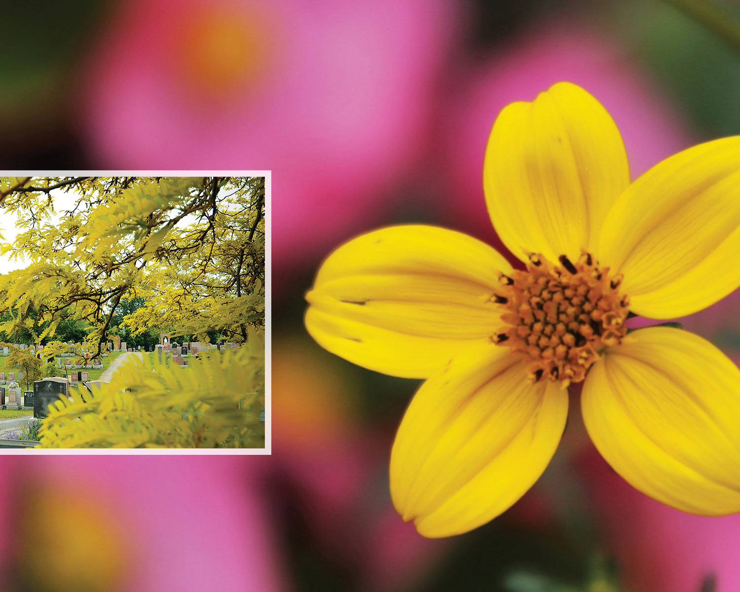 Un après-midi au jardin - Dès le 7 juillet 2019 sous le chapiteau