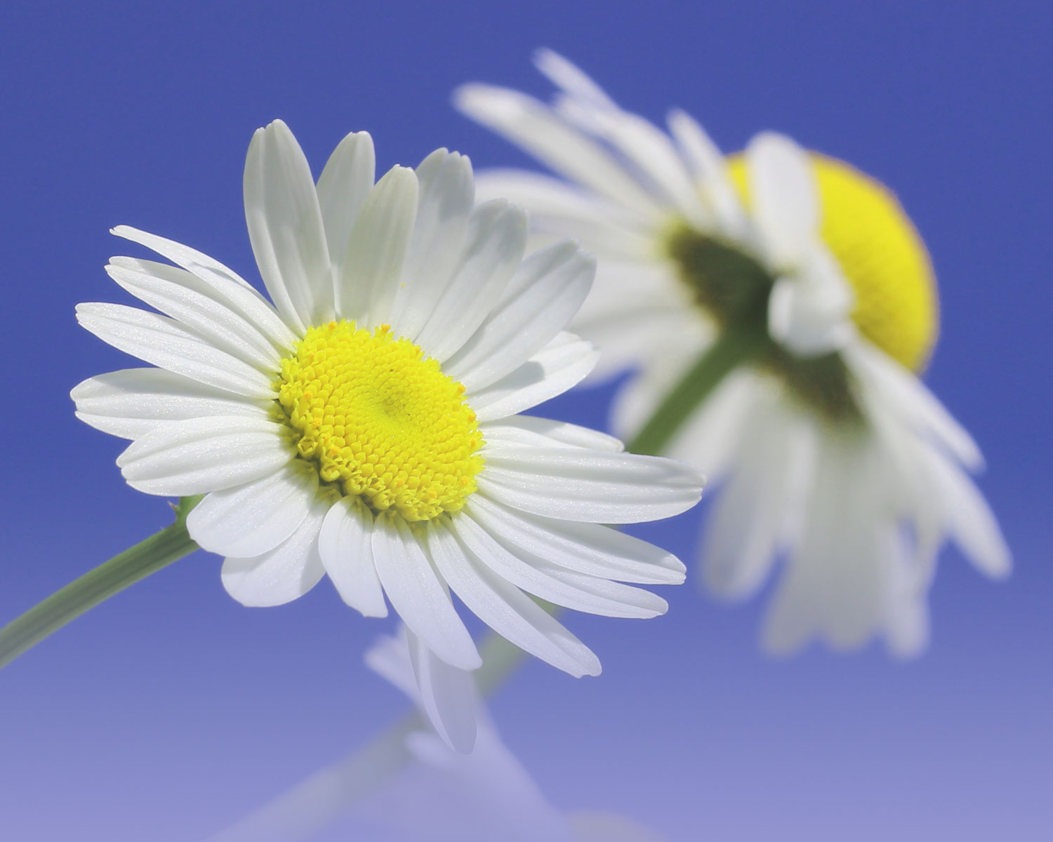 Fleurs et plantes naturelles - Fête des pères