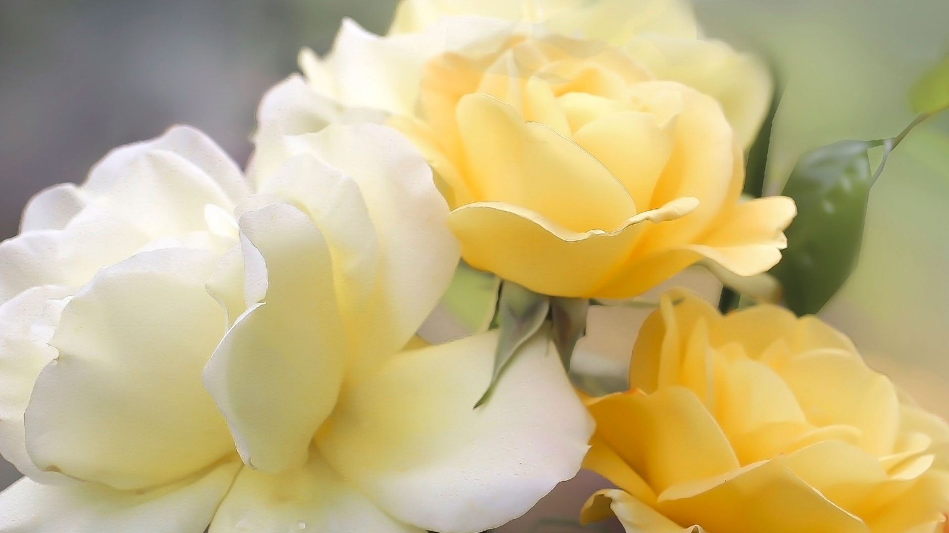 Fleurs et les plantes naturelles dans les mausolées - La Toussaint