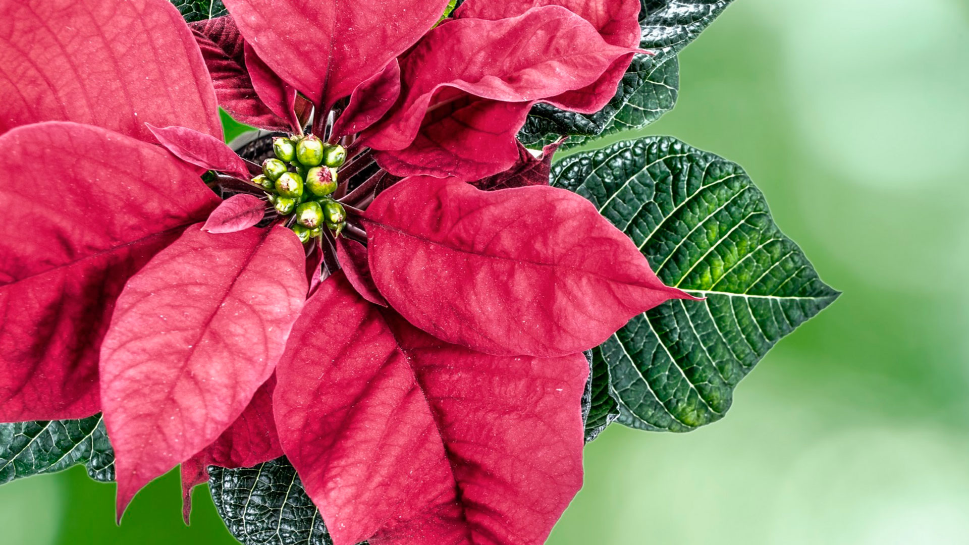 Fleurs et les plantes naturelles dans les mausolées - Période des Fêtes