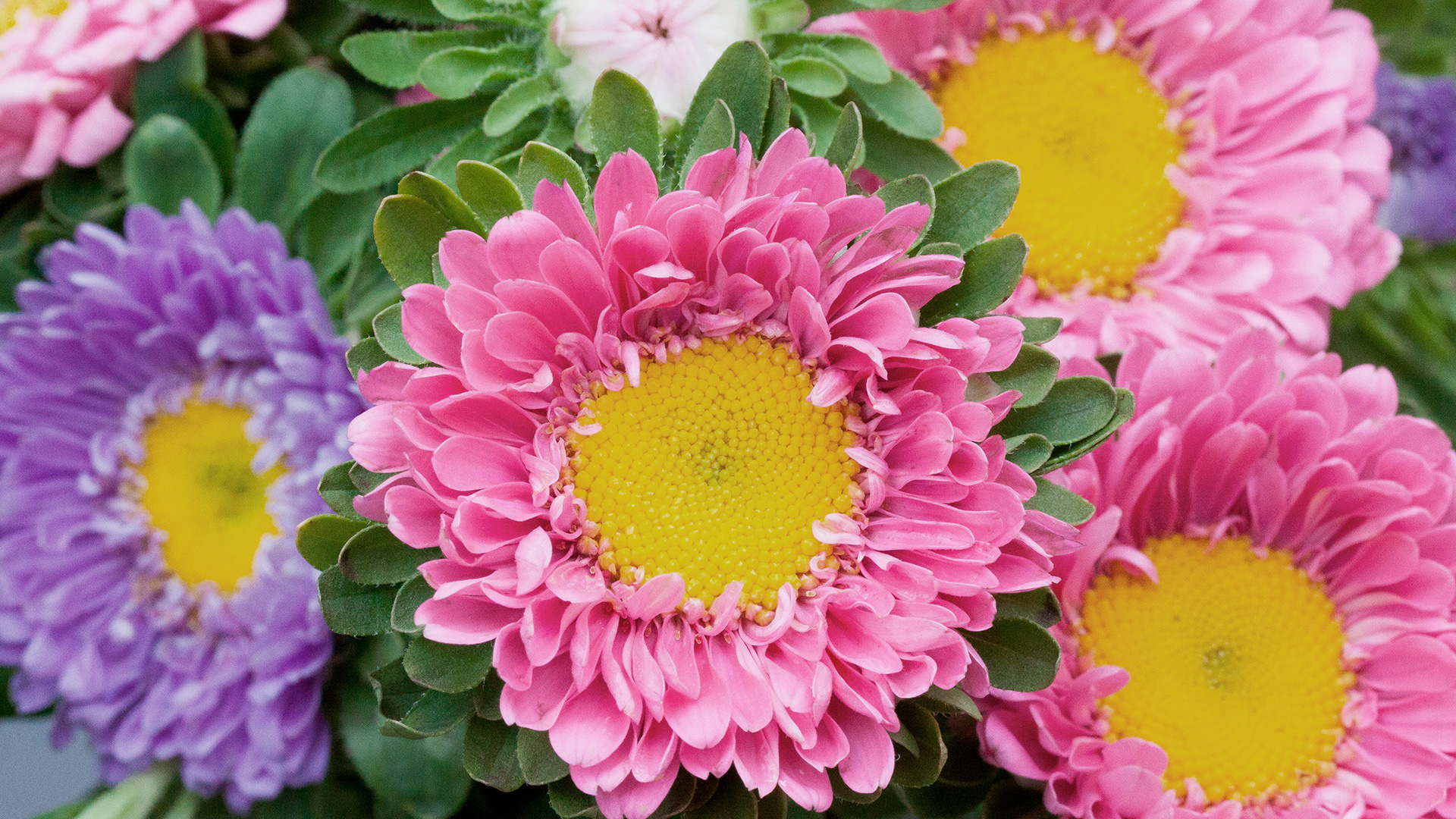 Fleurs et les plantes naturelles dans les mausolées - La Toussaint 2021