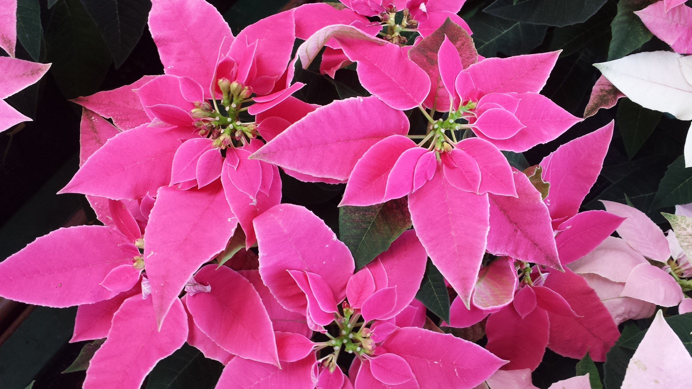 Fleurs et plantes naturelles